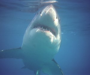 Great White Shark under the water
